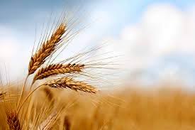 پیشنهاد گندم 52 هزار تومانی به دولت