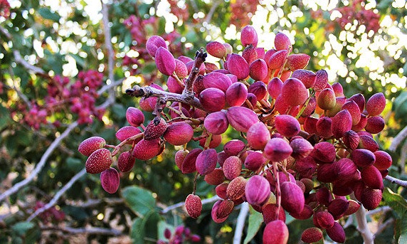  پسته‌کاران از مزایای بورس کالا بهره‌مند شوند