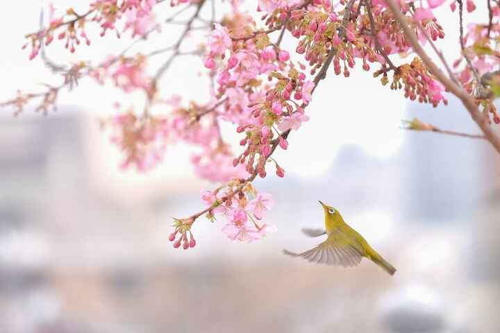 ما نیازمند «حکمرانی سبز» هستیم/تکنولوژی به تنهایی معجزه نمی‌کند