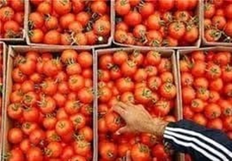 صادرات گوجه فرنگی و پیاز آزاد شد