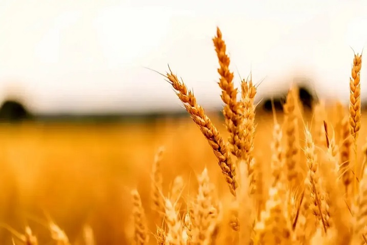 قیمت تمام شده هرکیلو گندم برای کشاورز ۴۰ هزارتومان