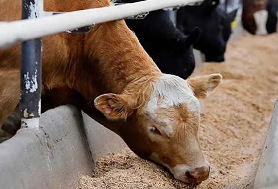 قیمت دام زنده امروز 3 اسفند 1404 