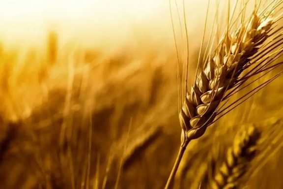 اصلاح قیمت گندم به کجا رسید؟