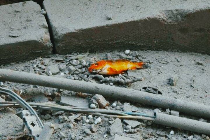 آخرین نوروز در خانه‌ای که دیگر نیست