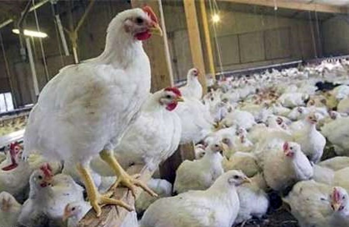 تهدید جدید تنظیم بازار مرغ؛ شیوع آنفلوآنزا در اصلی‌ترین مبداء واردات به کشور