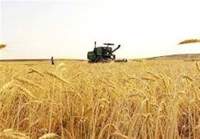 از بحران در پرداخت مطالبات گندمکاران تا افشای تخلفات در وزارت جهاد