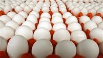 زور گرانی به تخم مرغ نرسید