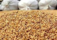بحران نهاده دامی در قلب دامپروری سمنان