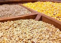  وزارت نفت نتوانست ارز واردات کالاهای اساسی را بپردازد/ ٢٠ فروند کشتی منتظر تخلیه هستند 