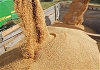  قیمت خرید تضمینی جو ۱۰ هزار تومان شد 