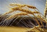 تقویت امنیت غذایی کشور با بومی‌سازی بذرهای راهبردی