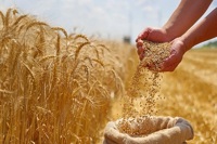 گندم صنایع آزاد شد/ ماکارونی تا پایان مهر یارانه‌ای می‌ماند