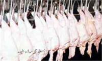 کاهش ۳ درصدی عرضه گوشت طیور در مرداد ماه ۱۴۰۵