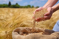 پرداخت مطالبات گندمکاران به کجا رسید؟
